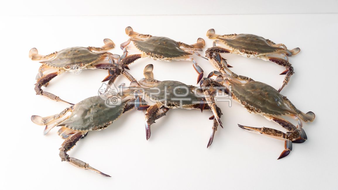 꽃게,bluecrab,바다,해산물,갯벌,집게발,sea,invertebrate,무척추동물,seafood,해물,sealife,해양생물