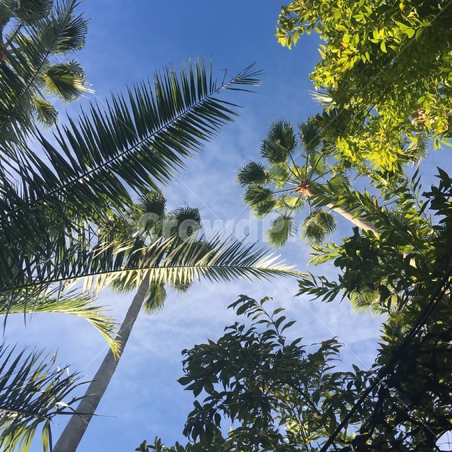 tree,plant,palmtree,야자수,식물,나무