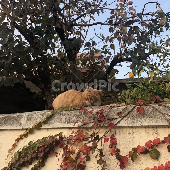 고양이,낮잠,낙엽,담벼락,가을