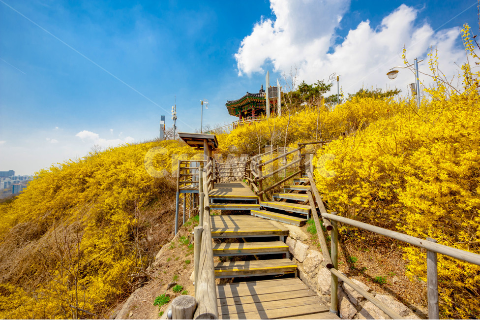 꽃,개나리,응봉산,서울,노랑,봄,봄,계절,spring,season,자연,풍경,nature,landscape,한국자연풍경,한국자연경관,korea nature landscape,handrail,난간,banister,building,건물