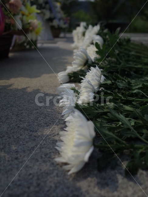 슬픔,국화,이별,아픔,꽃,식물,자연,plants,nature,꽃,flower