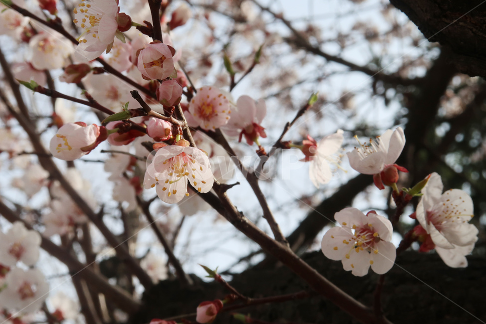 봄,벚꽃,꽃,spring,cherryblossom,꽃송이,flower,분홍,핑크,나무,벚나무,봄,계절,spring,season,식물,자연,plants,nature,꽃,flower,plant,blossom