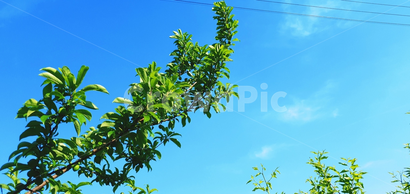 하늘,나뭇잎,햇빛,태양,해,초록나무,tree