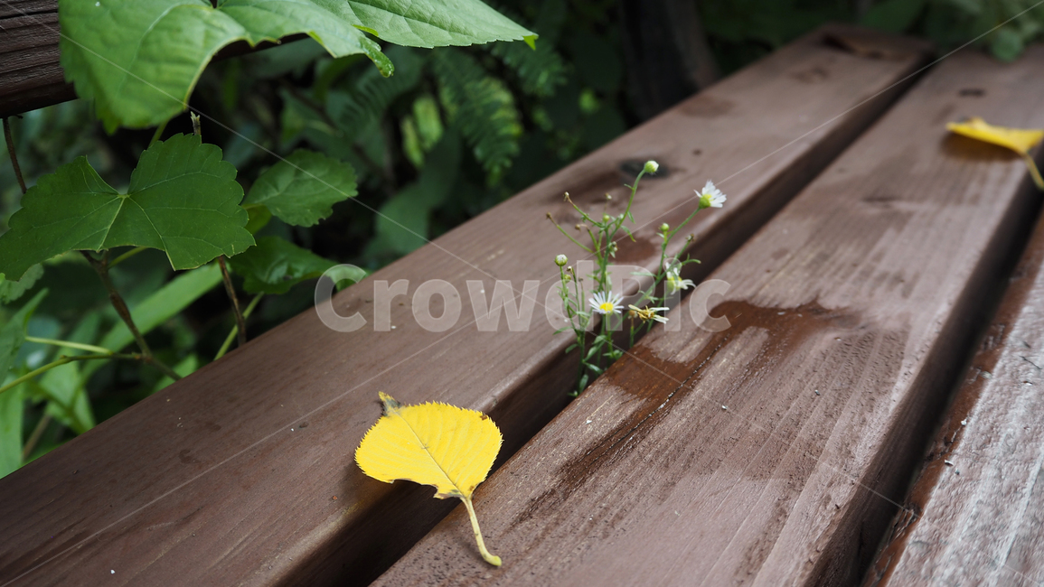 낙엽,잎,벤취,식물,나무,leaf,plant,bench,fallenleaves,식물,자연,plants,nature