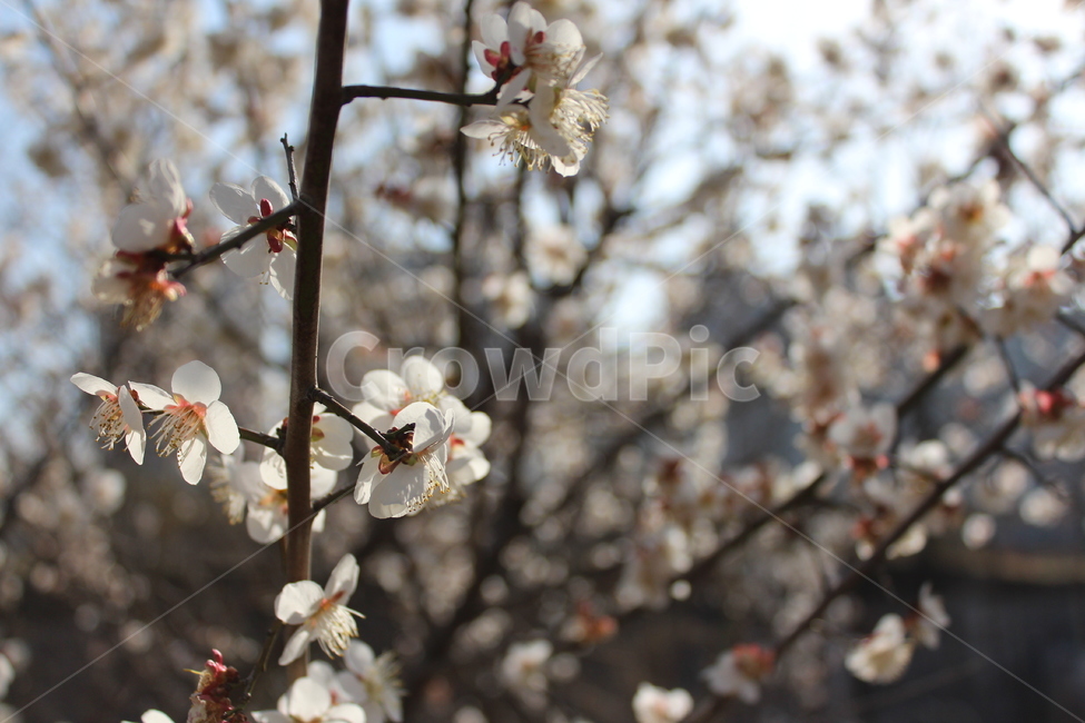 꽃,길가,색감,봄,spring,계절,분위기,flower,매화,겹벚꽃,벚꽃,흰꽃,white