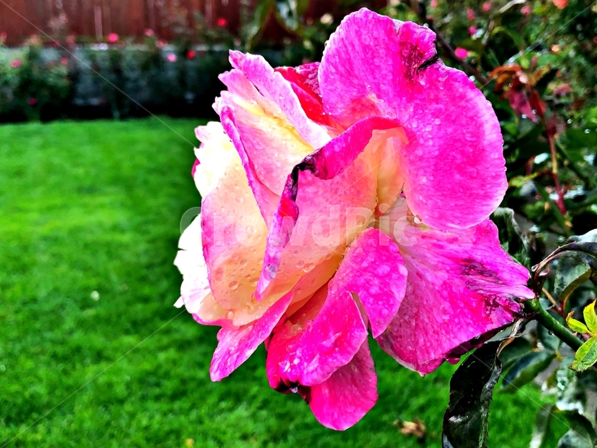 장미,장미꽃,rose,flower,blossom,식물,자연,plants,nature,꽃,flower
