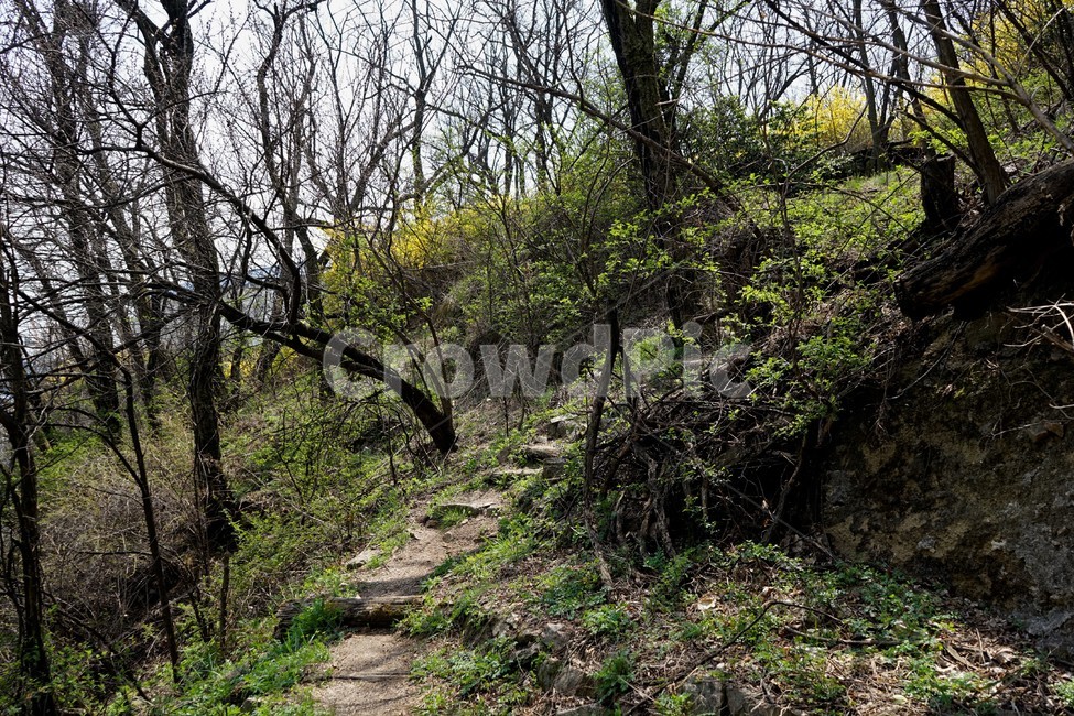 개나리,봄,나무,구름,길,풀,하늘,풍경,봄풍경,따스함,노랑,식물,자연,계단,숲,산책,산,동산