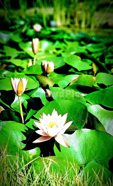 flower,꽃,연꽃,물,lotus,lotusleaf,식물,자연,plants,nature,꽃,flower