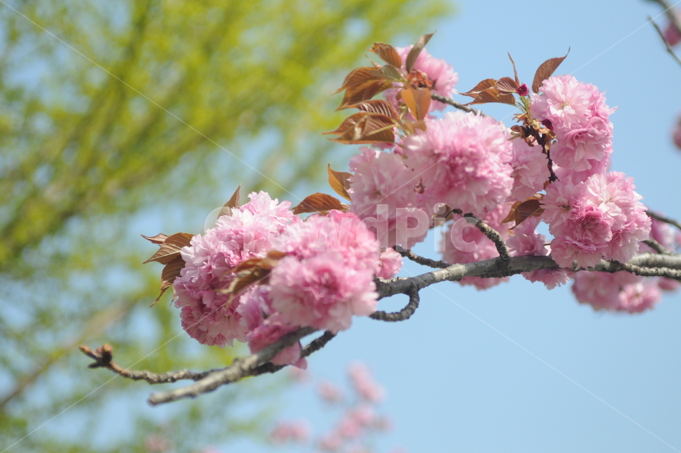 꽃,flower,봄,spring,겹벚꽃,식물