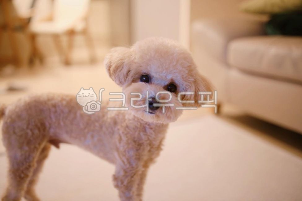 강아지,반려견,애견,푸들,크림푸들,동물,dog,poodle,pet,puppy,개,포유류,동물,animal,포유류,mammal,개,강아지,dog,doggy