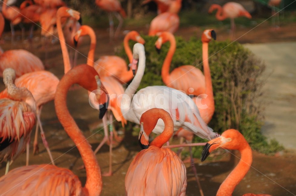 홍학,플라밍고,새,flamingo,bird