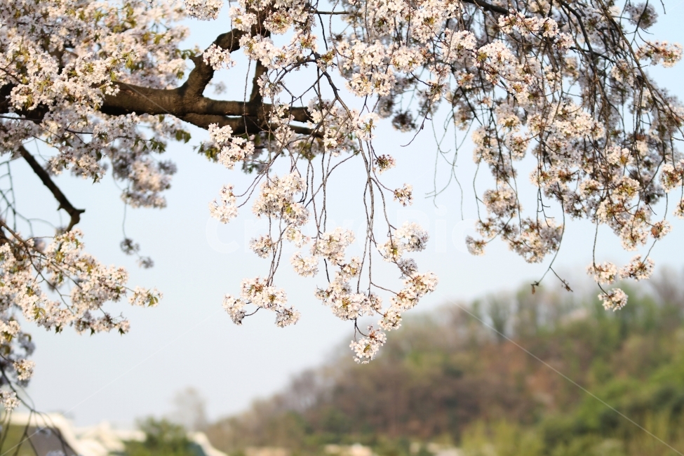 벚꽃,능수벚꽃,봄꽃,식물,자연,감성사진,봄,계절,spring,season,식물,자연,plants,nature,꽃,flower,plant,blossom,cherry blossom