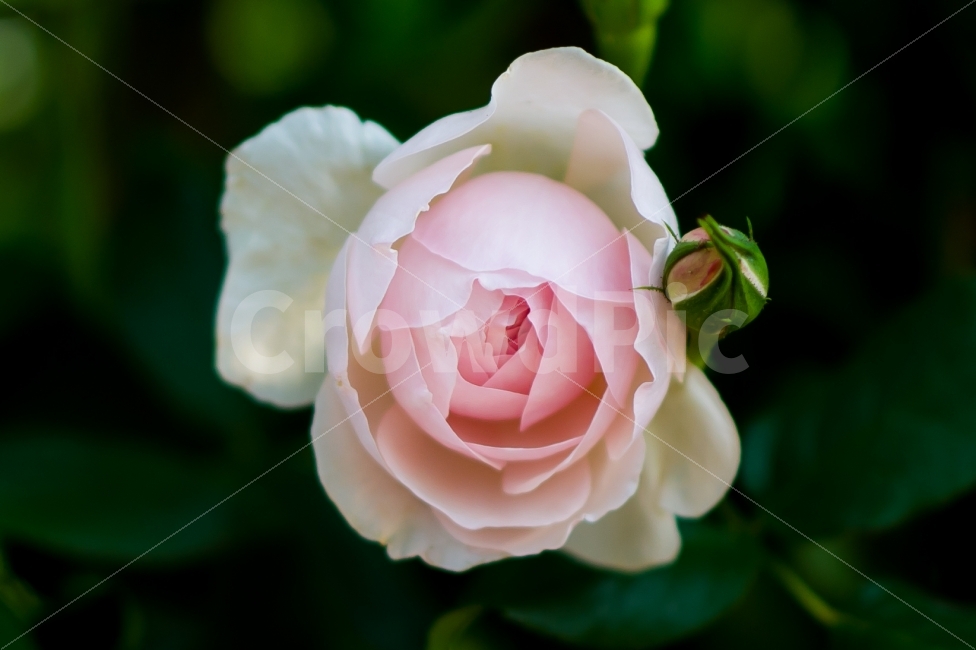 핑크,분홍,자연,꽃,장미,사랑,순수함,식물,자연,plants,nature,꽃,flower