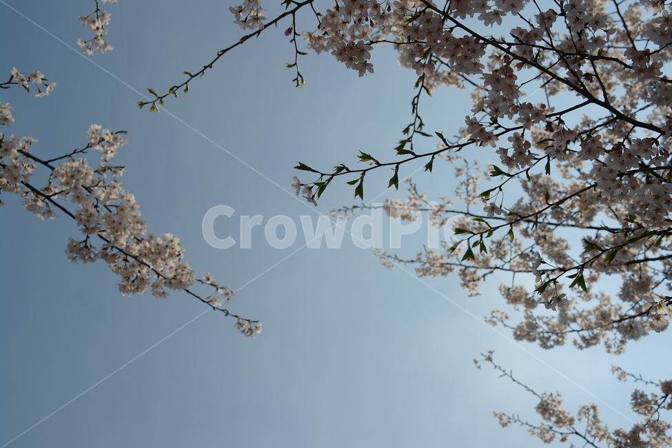 봄,자연,꽃,벚꽃,cherryblossoms,하늘