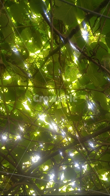 참다래,키위,과일,가을,계절,제주도키위,식물,자연,한국키위,나무,열매,kiwi,tree,fall,fruit,초록,힐링,나무잎,식물,자연,plants,nature