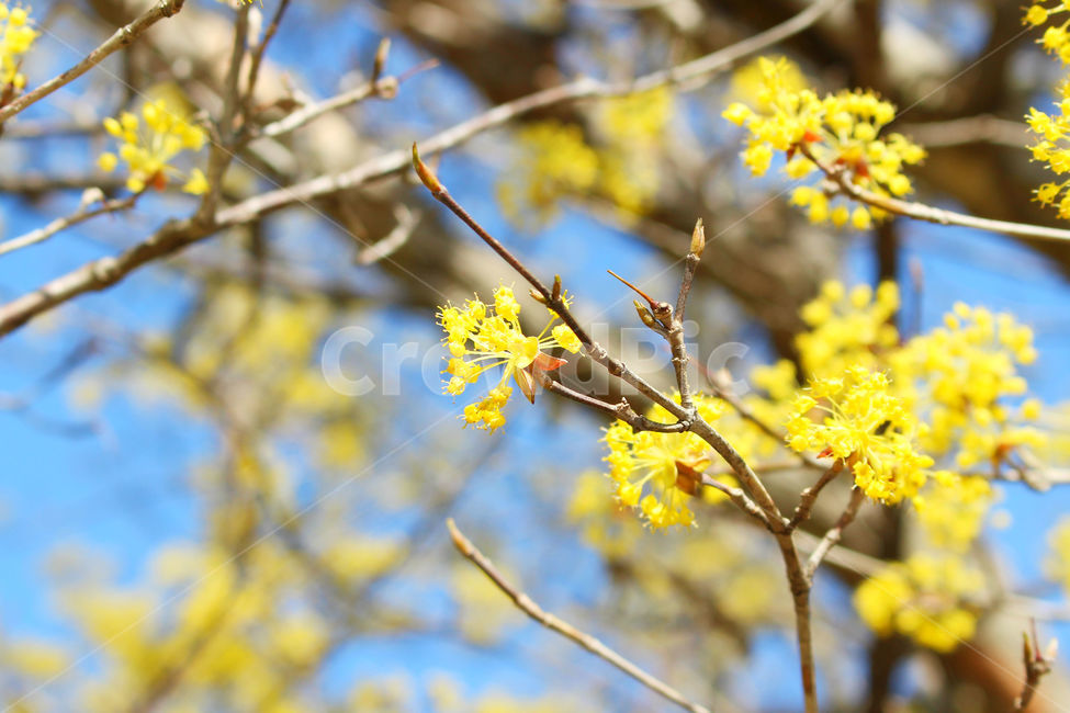 산수유,꽃,봄,하늘,자연,spring,노랑,노란색,yellow,봄,계절,spring,season,식물,자연,plants,nature,꽃,flower,plant