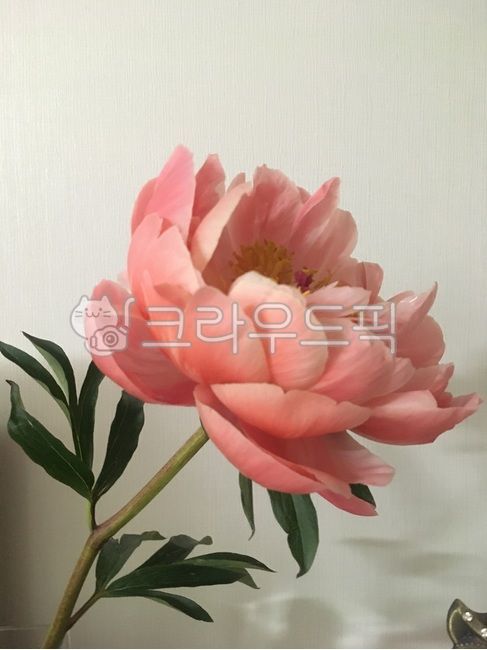꽃, 식물, blossom, flower, 작약, 사진,이미지,일러스트,캘리그라피 - yozora작가