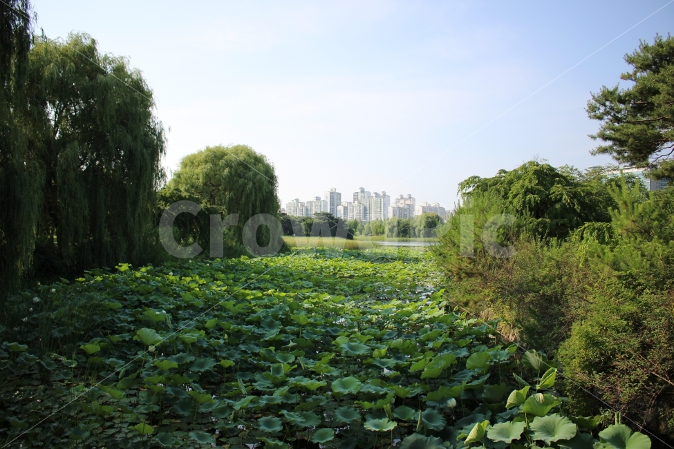 호수공원,일산,도시,아파트,자연,색감,풍경,공원,여름,여행,자연,풍경,nature,landscape,plant,식물,vegetation,초목,tree,나무