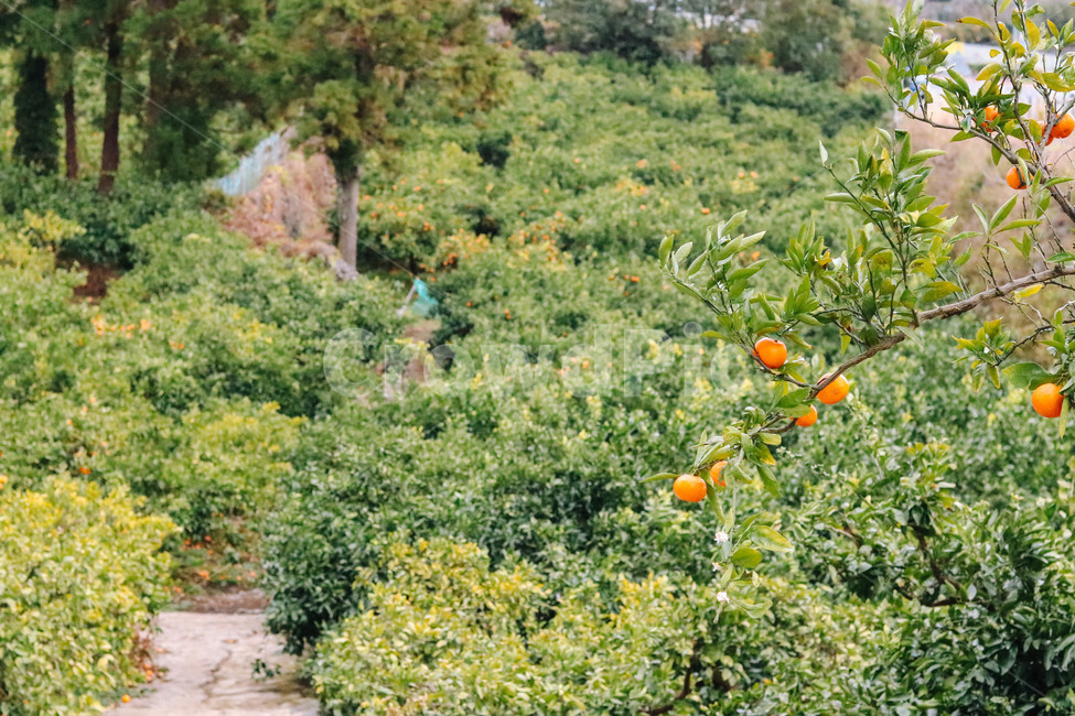 감귤,녹색,그린,감귤나무,열매,제주,자연,food,음식,과일,fruit,자연,풍경,nature,landscape