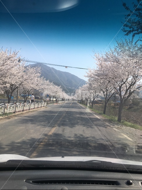 plant,식물,flower,cherryblossom,벚꽃,blossom,꽃
