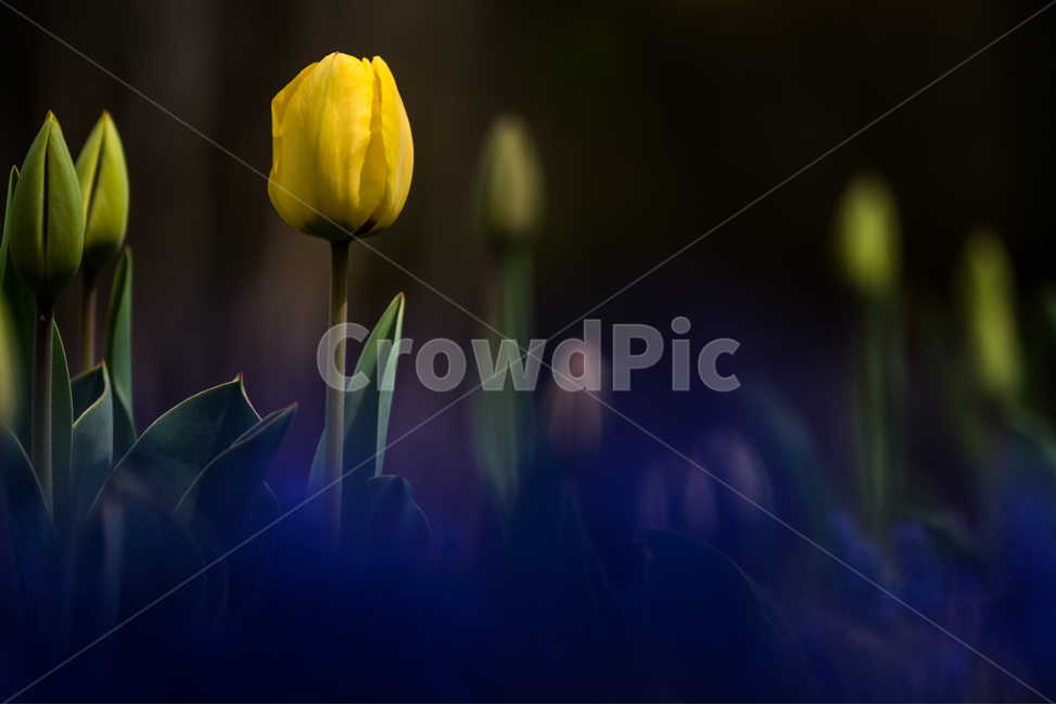 튤립,꽃,노란꽃,감성,식물,flower,식물,자연,plants,nature,꽃,flower