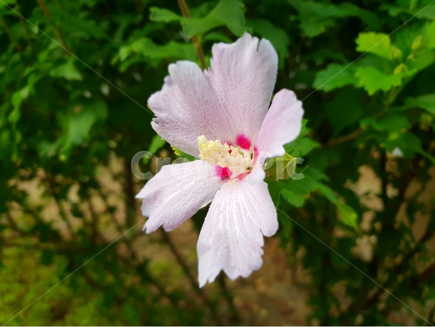 꽃,식물,무궁화,접사,여름꽃,flower,식물,자연,plants,nature,꽃,flower