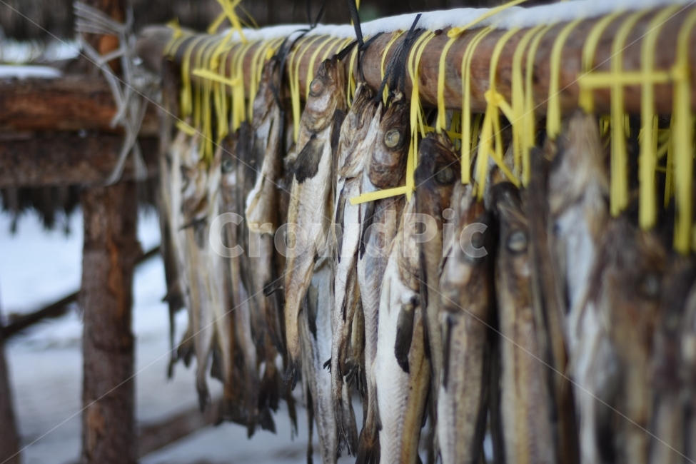 황태,황태덕장,덕장,겨울,눈,겨울,계절,winter,season,음식,식재료,요리,food,cook,meal,dishes,food reserves,수산물,해산물,fishery products,seafood