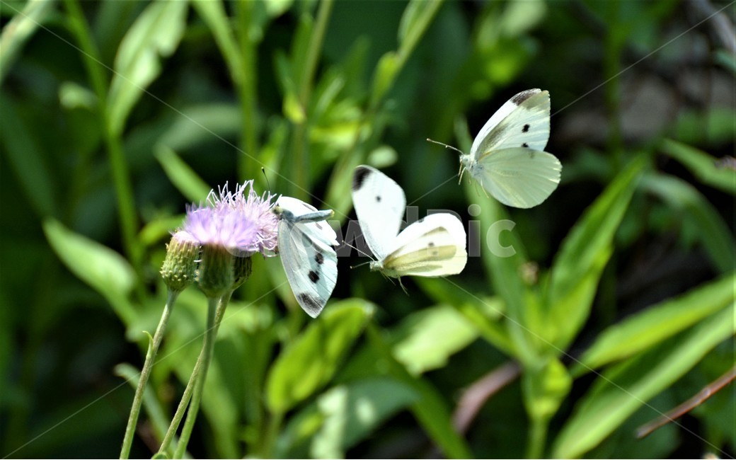 나비,꽃,식물,자연,정원,신기,식물,자연,plants,nature,꽃,flower,동물,animal,곤충,벌레,insect,bug