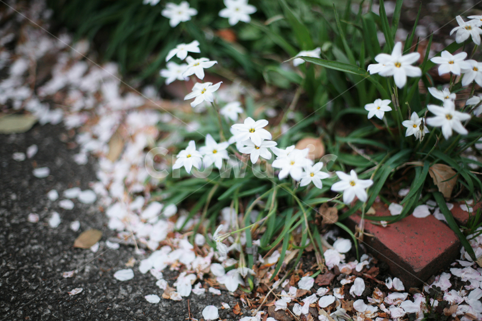 plant,식물,flower,꽃,화단,흰꽃,흰색꽃