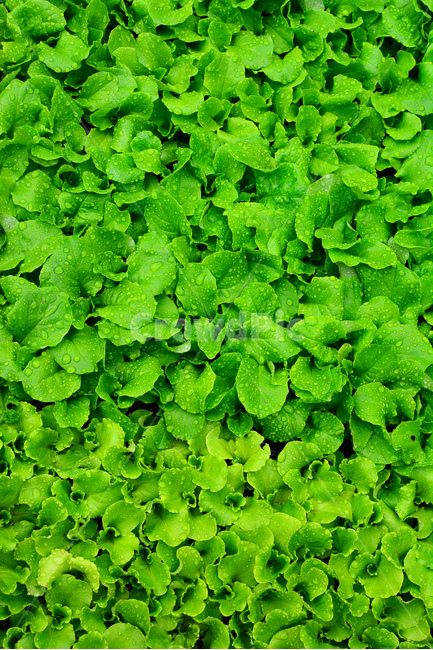 채소,야채,쌈채소,방풍나물,봄나물,음식,식재료,food,green,fresh,신선한,싱싱한,plant,건강식품,푸성귀,건강식,vegetable,상추,채소밭,어린,이슬,물방울,식물,자연,plants,nature,음식,식재료,요리,food,cook,meal,dishes,food reserves,채소,야채,vegetables