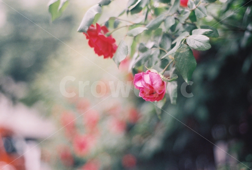 장미,오월의여왕,감성사진,필름사진,꽃,니콘EM,레이디니콘,NikonEM,ladynikon,필름카메라,식물,자연,plants,nature,꽃,flower,감성,sensible,feeling