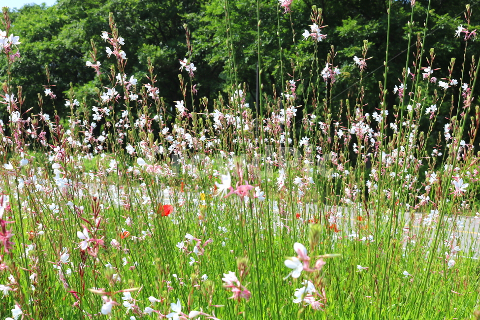 가우라,꽃,가우라꽃,식물,비늘꽃과,자연,풍경,백접초,식물,자연,plants,nature,꽃,flower