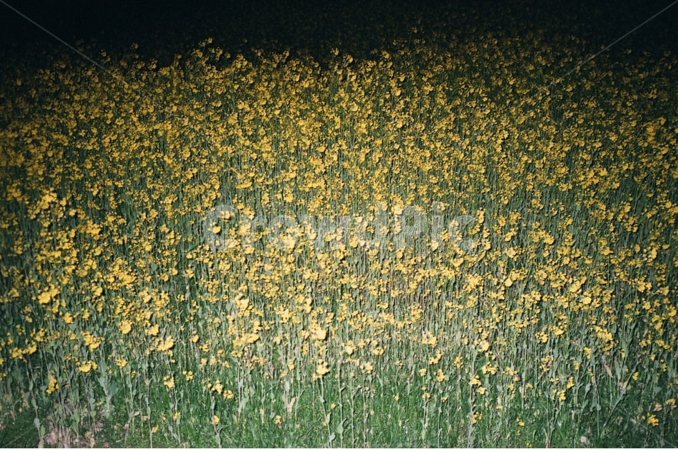 야간,꽃,꽃밭,유채꽃,감성,식물,자연,plants,nature,꽃,flower