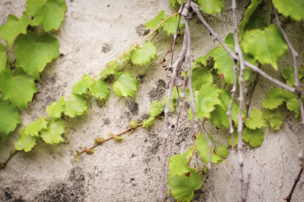 선유도공원,공원,여름,넝쿨,감성사진,식물,자연,plants,nature