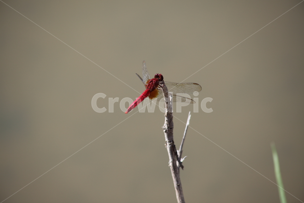 고추잠자리,잠자리,곤충,reddragonfly,dragonfly,곤충,벌레,insect,bug