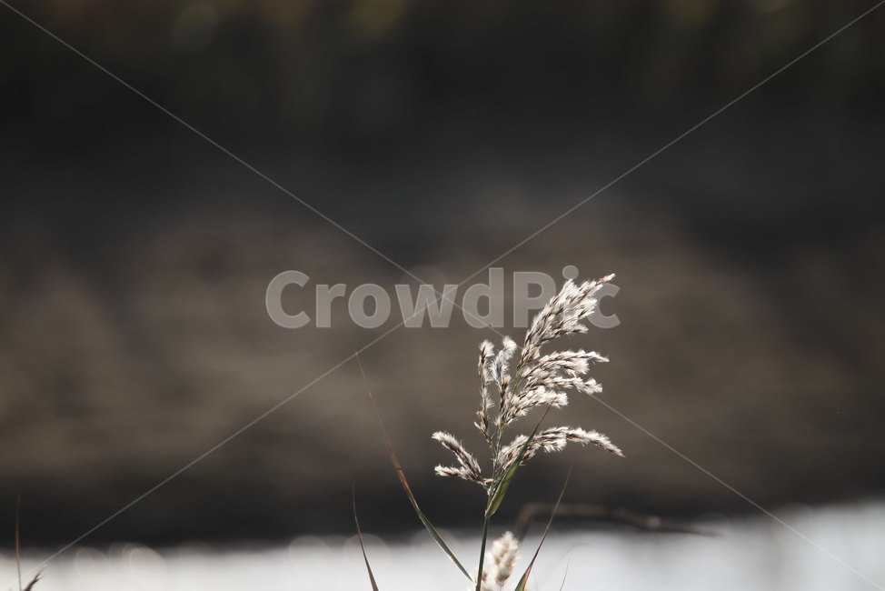 갈대,버들,가을,바람,감성,가을,계절,fall,autumn,season,plant,식물,grass,잔디,lawn,reed