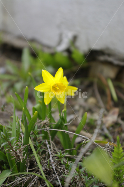 flower,plant,꽃,식물,수선화,식물,자연,plants,nature,꽃,flower