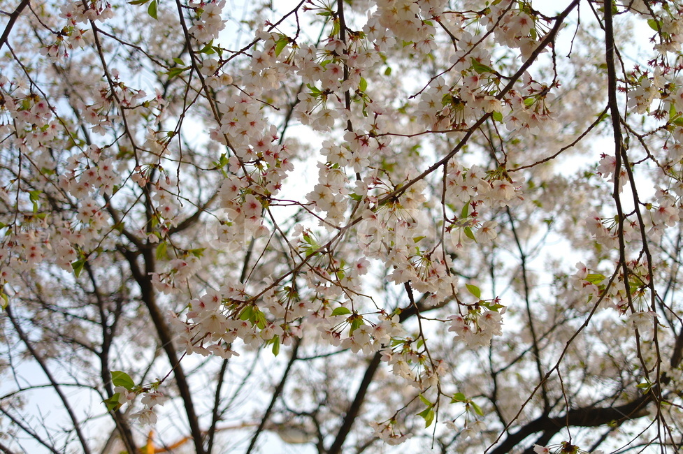 꽃,벚꽃,벚꽃축제,나무,flower,cherryblossom