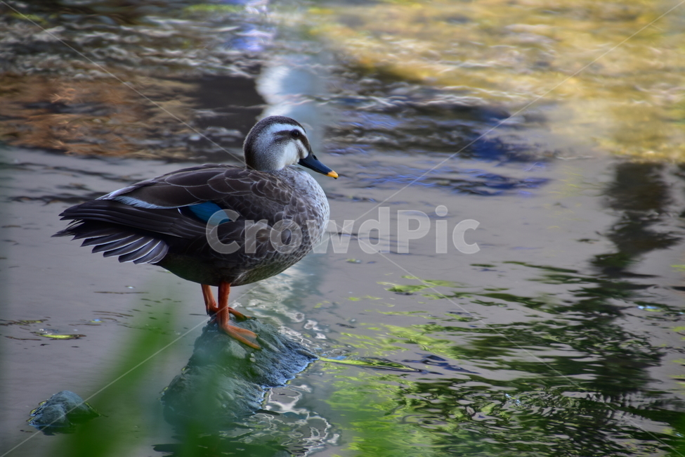 배경,아름다운,자연,새,오리,강,물,background,beautiful,nature,bird,duck,river,water,동물,animal,조류,새,birds