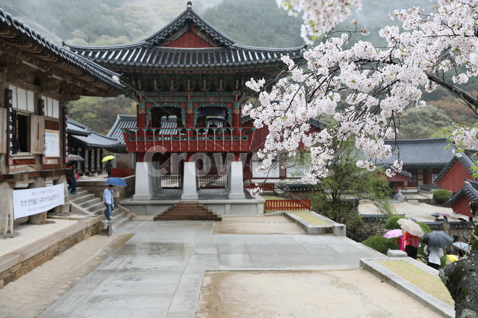 구례,화엄사,사찰,전통가옥,절,봄,계절,spring,season,한국전통,한국문화,korean traditional,korean culture,종교,신앙,religion,belief,faith