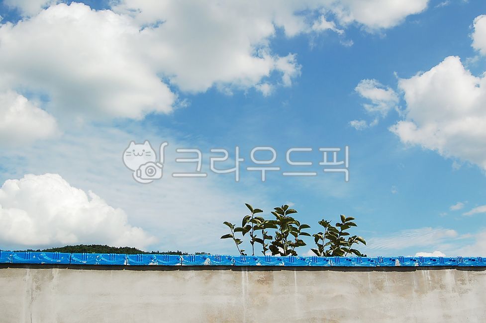 담벼락,시골,파란하늘,뭉게구름,감나무,시골풍경,자연,nature,wall,persimmontree,outdoors,옥외