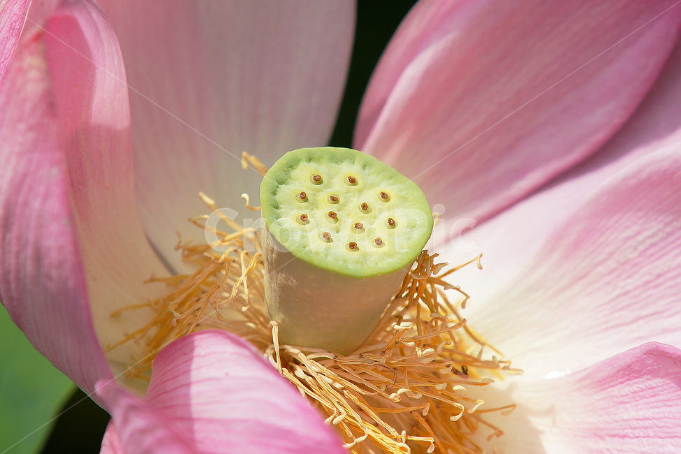 연꽃,여름,매크로,lotus,연꽃잎,식물,자연,plants,nature,꽃,flower