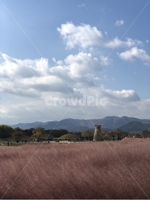 경주,첨성대,핑크뮬리,풍경,가을,가을,계절,fall,autumn,season,자연,풍경,nature,landscape,한국자연풍경,한국자연경관,korea nature landscape,랜드마크,landmark,tourist attraction,한국랜드마크,한국관광지,한국명소,korea landmark,korea tourist attraction,outdoors,옥외,weather,날씨,sky,하늘,cumulus,적운,cloud,구름