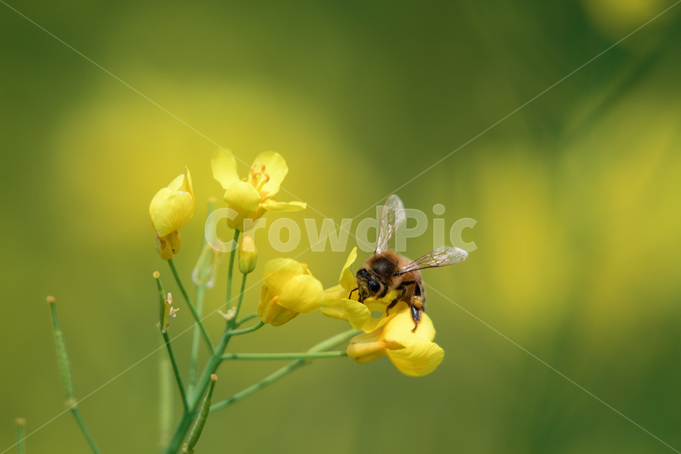 안성팜랜드,유채꽃,벌,말벌,꿀벌,보케,봄,계절,spring,season,식물,자연,plants,nature,꽃,flower,동물,animal,곤충,벌레,insect,bug,invertebrate,무척추 동물,bee,honey bee