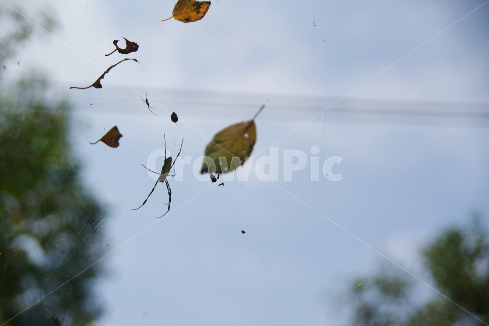 거미,거미줄,곤충,자연,정원,곤충,벌레,insect,bug