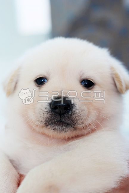 아기강아지,귀여운아기강아지,흰색강아지,반려동물,반려견