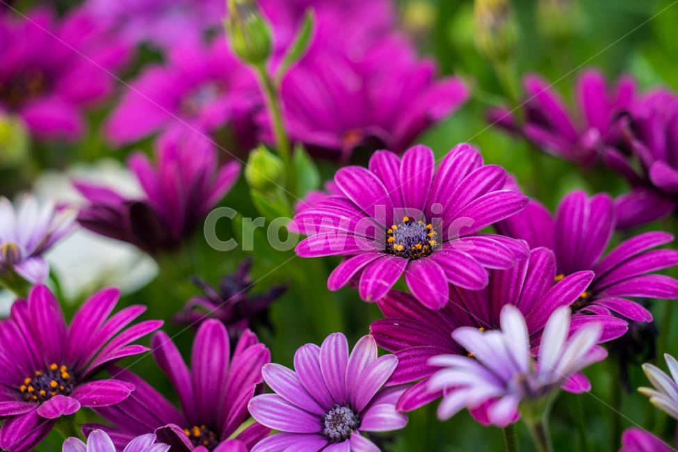 오스테오스퍼멈,봄,꽃,자연,식물,근접,봄꽃,식물,자연,plants,nature,꽃,flower