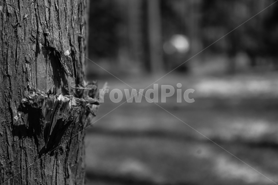나무,자연,식물,흑백,파괴,흉터,부서짐,tree,nature,plant,blackwhite,bw