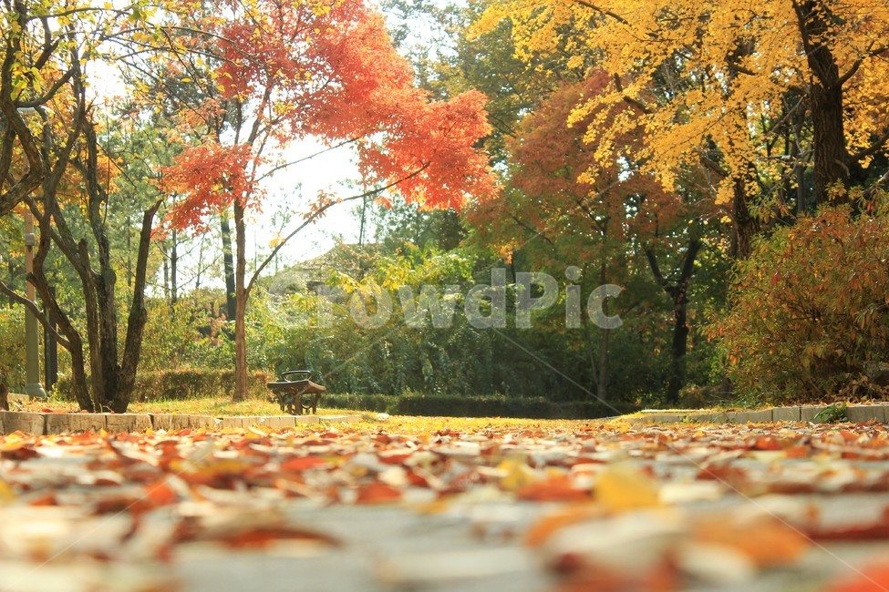 가을풍경,단풍,공원,가을,감성,낙엽,가을,계절,fall,autumn,season,자연,풍경,nature,landscape,tree,나무,plant,식물,maple,leaf,잎