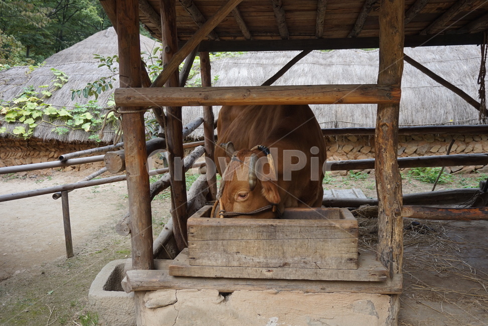 소,cow,여물,동물,자연,동물,animal,포유류,mammal